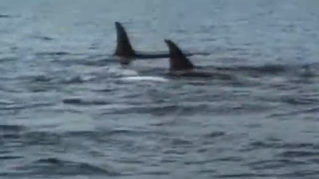 10 1988 Северо восток Тихого океана В краю живых тотемов смотреть онлайн