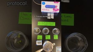 Isolation of fungi from infected plant material