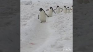 Imperial marsh penguins,пингвины имперский марш