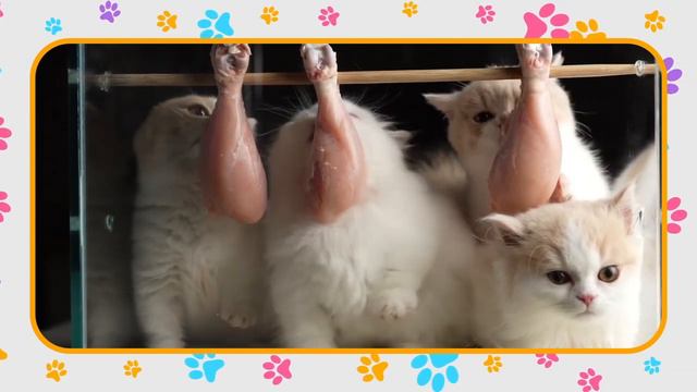 Paw some Cats Unleashed! 🐾 #MajesticCats #FearlessFelines #PowerOfCats #cat_lovers #cutenessoverloa