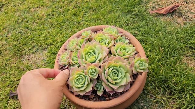 SUCULENTAS COMUNS COMO ECHEVERIA PERLE, BLACK PRINCE, JADEITA E ETC смотреть онлайн