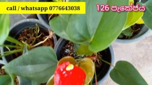 මල් සමඟ ඇන්තූරියම් විකිණීමට | anthurium varieties | beautiful anthurium | anthurium wagawa sinhala