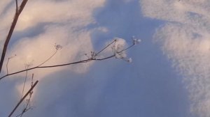 Зима 21 декабря День начинает прибавляться. Зарисовка.