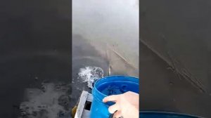 Зарыбление белого амура