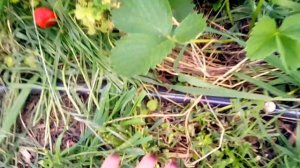 КЛУБНИКА СОРТ- ЛУИЗА .РЕМОНТАНТНАЯ УРОЖАЙНАЯ ОГРОМНАЯ КЛУБНИКА -ЛУИЗА