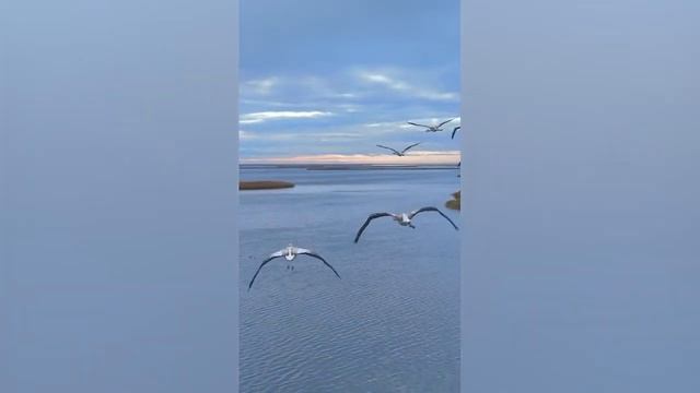 птенцов фламинго показал блогер из Актау смотреть онлайн