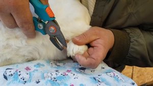 Стрижка когтей у кролика!!!! Nail trimming rabbit!!! кролики