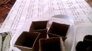 Многолетний медонос люпин