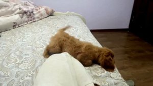 Кавалер кинг чарльз спаниель рубин