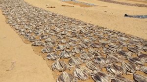 Шри-Ланка 2020  Вся жесть пляжей Негомбо