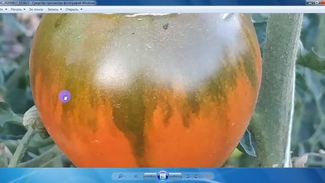 Томат Черный принц . Video 2020 09 05 095721 смотреть онлайн