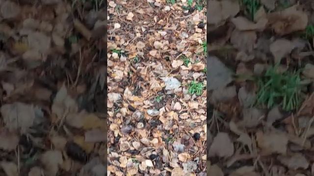 Голуби ?️ на тропинке: пестрые и обычные, все красивые! смотреть онлайн