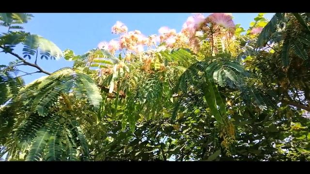 ??АЛЬБИЦИЯ, ЛЕНКОРАНСКАЯ АКАЦИЯ, ШЕЛКОВОЕ ДЕРЕВО, КРЫМСКАЯ МИМОЗА смотреть онлайн