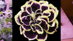 Сенсация! НОВИНКА 2021 года!!!Не пропустите такую красоту! Петуния Mystical Midnight Gold - Махрова