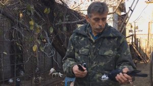 Некоторые варианты разведения голубей