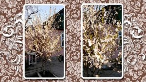 Как я выращиваю персики из косточки.