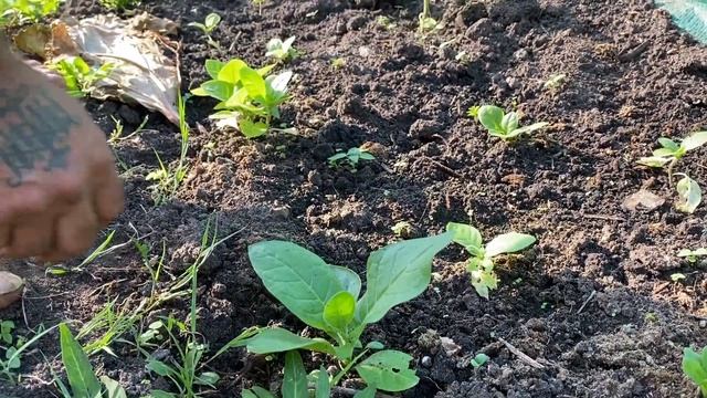 КАК ВЫРАСТИТЬ РЕДКИЙ ВИД ТАБАКА| Cоветы садовода смотреть онлайн