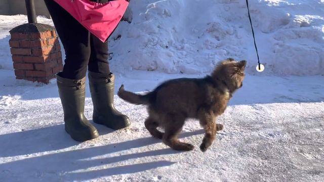 Щенок немецкой овчарки 3,5 месяца смотреть онлайн