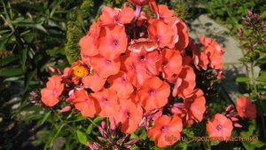 Флокс метельчатый (phlox panicle orange perfection) ? обзор: как сажать, саженцы флокса
