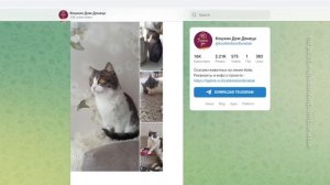 Прибывшие из зоны СВО домашние животные ищут приют в Нижегородской области