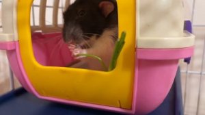 Татоша прожорливая мышь. Наши крысы не любят морковку