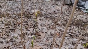 Весенние цветы – ИДЕЯ клумба первоцветов своими руками 4245