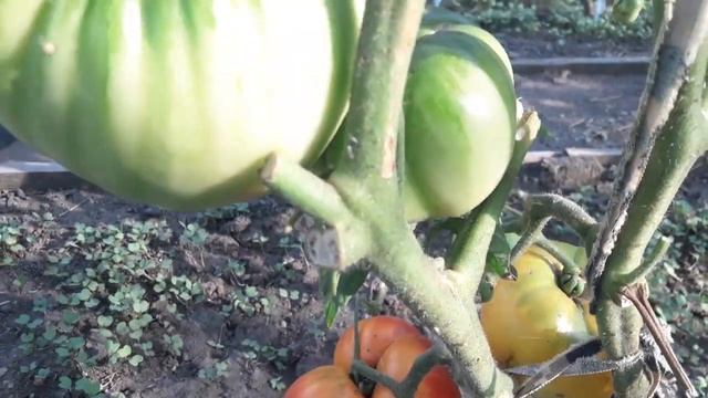 Сорт томата Грейпфрут биколор! Обзор томата смотреть онлайн