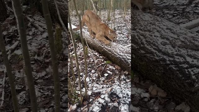 Пума Дакота точит когти!)