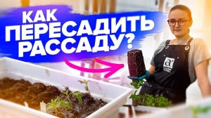 ПИКИРОВКА ЛЮБОЙ РАССАДЫ - ПРОСТО!