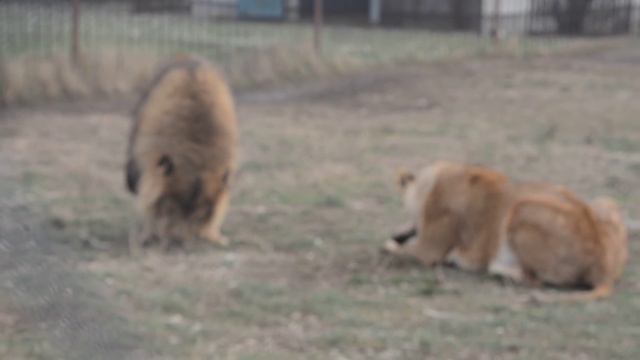 Лев Марсель включил МЕГА САМЦА и защищает львицу Лолу ! смотреть онлайн