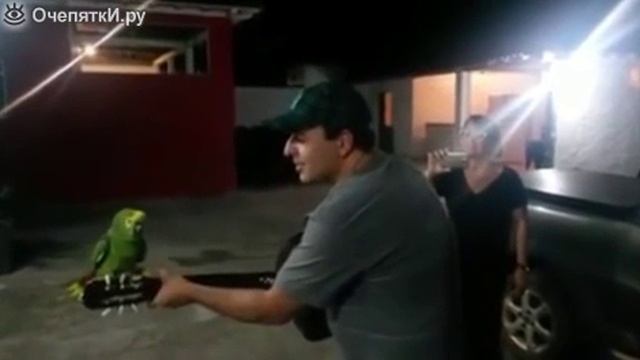 попугай.mp4