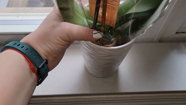 Новинка в доме. Кто знает, какой сорт, поделитесь, пожалуйста, информацией. смотреть онлайн