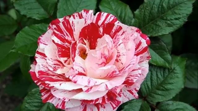 МЕДИТАЦИЯ. АНАХАТА ЧАКРА. САХАДЖА ЙОГА смотреть онлайн