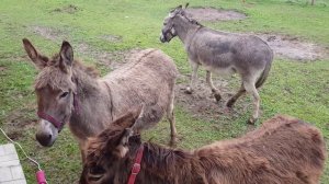 ОСЛИКИ ПТИЧКИ ТЕЛКА НАВОЗ