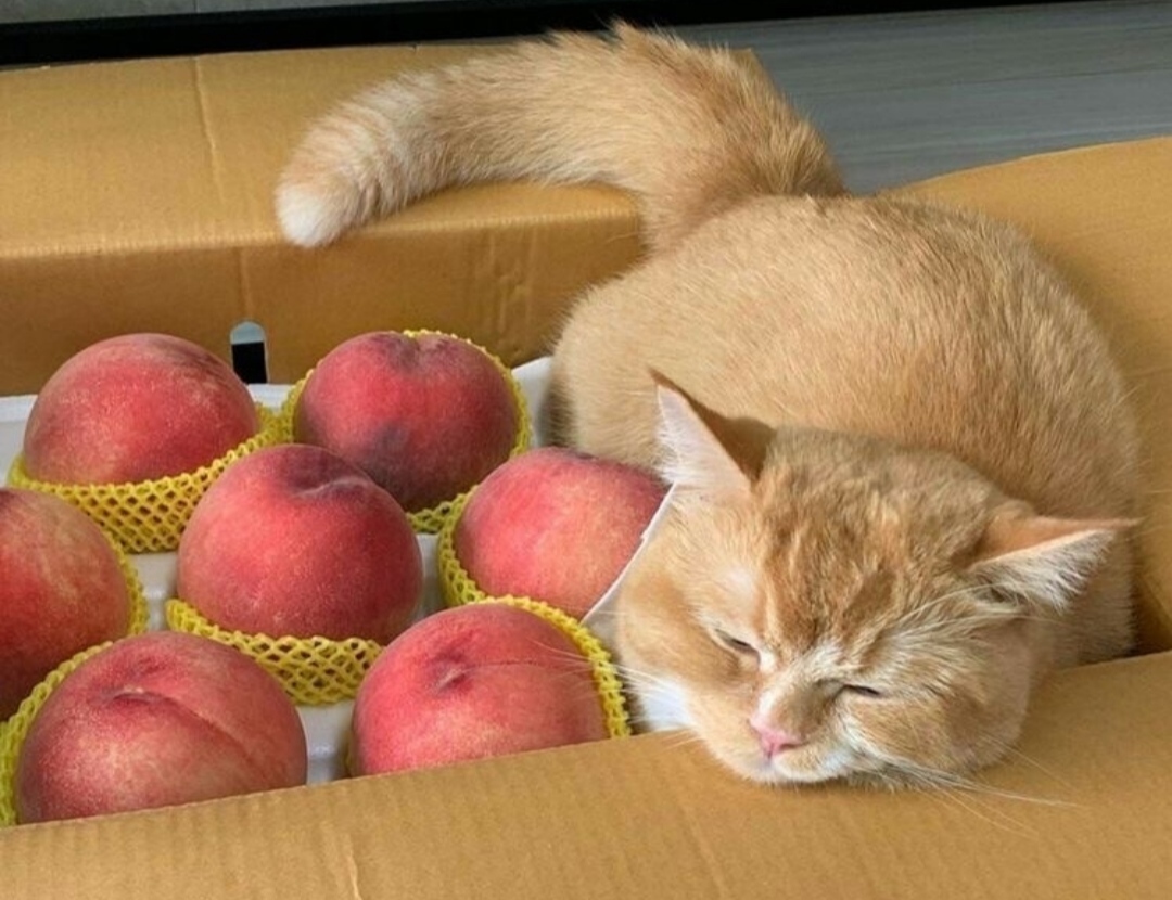 Шикарные персики кошки