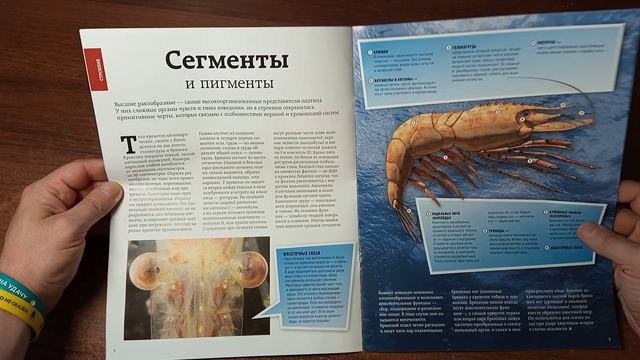 Обитатели подводного мира | 1 выпуск | DeAgostini