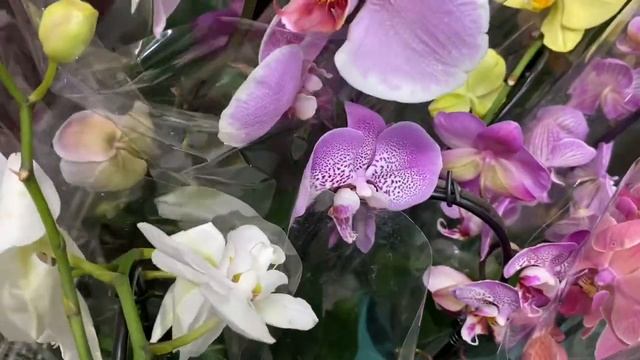 Обзор орхидей.УДАЧНЫЕ МУЛЬТИФЛОРКИ за 30р. Гомель Евроопт тц. Мандарин. смотреть онлайн