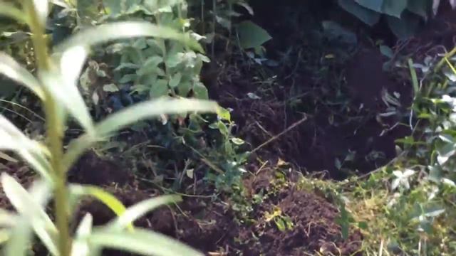 Французкий бульдог и курица смотреть онлайн