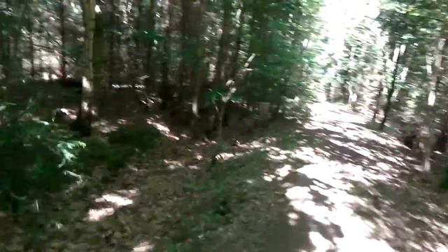 Прогулка в Буковый лес Чехия смотреть онлайн