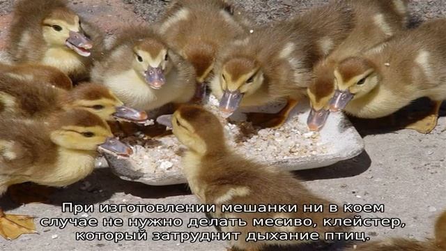 Чем кормить уток в домашних условиях смотреть онлайн