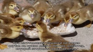 Чем кормить уток в домашних условиях