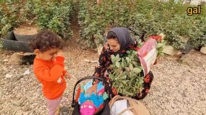 A nomadic mother and trying to support living expenses by picking roses