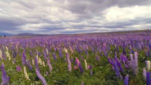 САМЫЕ РАЙСКИЕ МЕСТА НА ЗЕМЛЕ ВИДЕО 4K