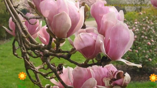 Магнолия суланжа Броццони. Краткий обзор, описание характеристик magnolia x soulangeana Brozzionii смотреть онлайн