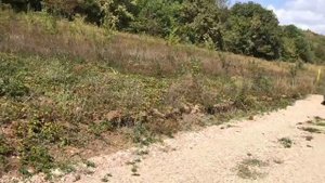 Обзор участка под лесом в Крыму. Село Краснолесье, улица Сосновая, удобный заезд, есть свет и газ!