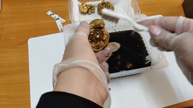 Зантедексия  Правильная посадка каллы до высадки в грунт на постоянное место