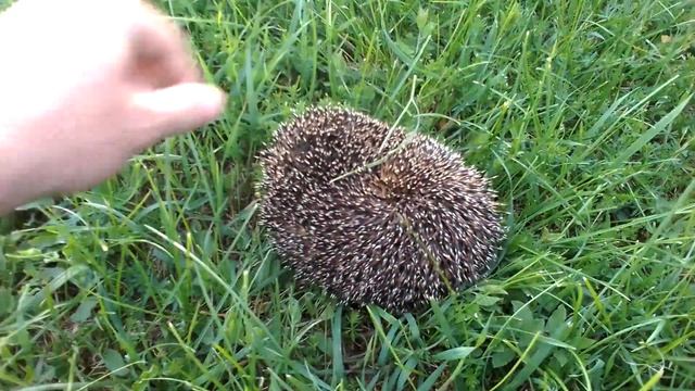 Сказка Ёжик в тумане смотреть онлайн
