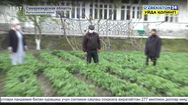 Использование земель приусадебных участков населением