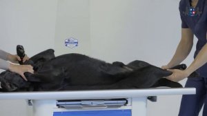 Урок 17. Укладка животного при рентгенографии пояса задних конечностей. Тазобедренный сустав