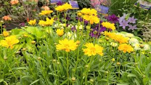 Coreopsis 'Early Sunrise' (Tickseed) // Multiple Award Winning, Easy to Grow NATIVE Perennial.
